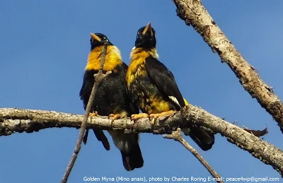 Golden Myna (Mino anais)