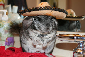 funny animals, mouse wears sombrero