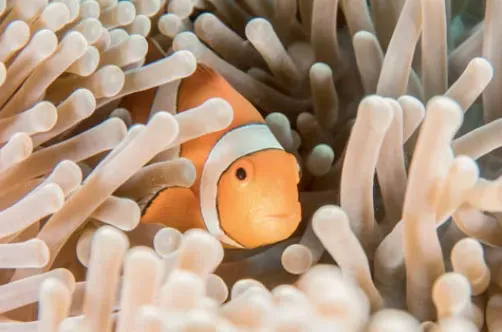 Clownfish