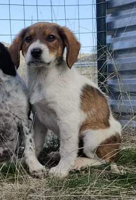 Greek rescue stray puppy dog