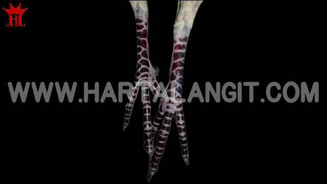 gambar sisik kaki perkutut rajek wesi