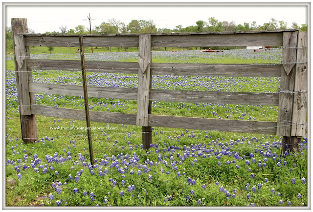 Texas Bluebonnets-Fence-Field-Wildflowers-From My Front Porch To Yours