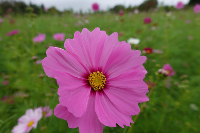 鳥取県西伯郡南部町鶴田　とっとり花回廊　秘密の花園