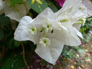 Bougainvilliers divers - Bougaivillées non identifiées - Bougainvillea sp