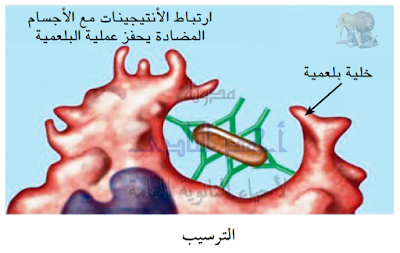 تركيب الجهاز المناعى فى الإنسان - الأجسام المضادة - وظيفتها - الترسيب