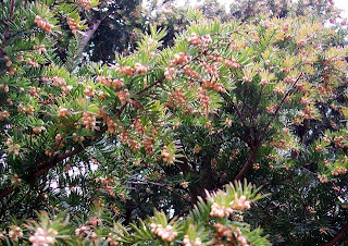 Yew Flowers Garden