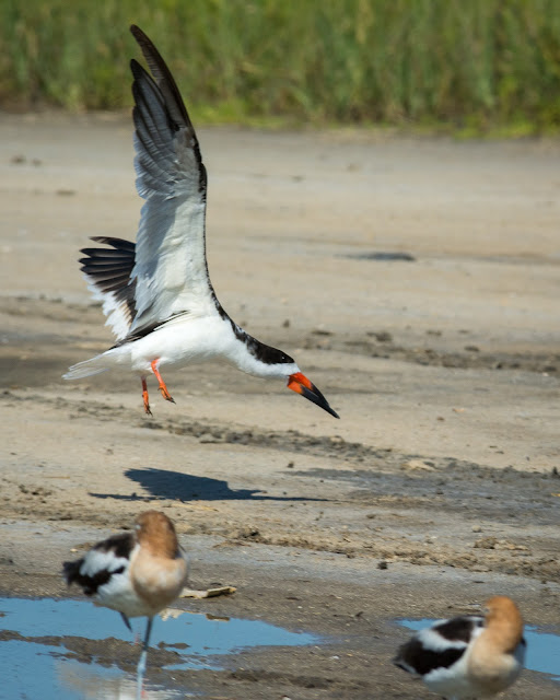 Black Skimmer and American Avocets, Rollover Pass