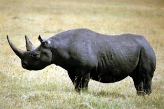 черный носорог вымерший