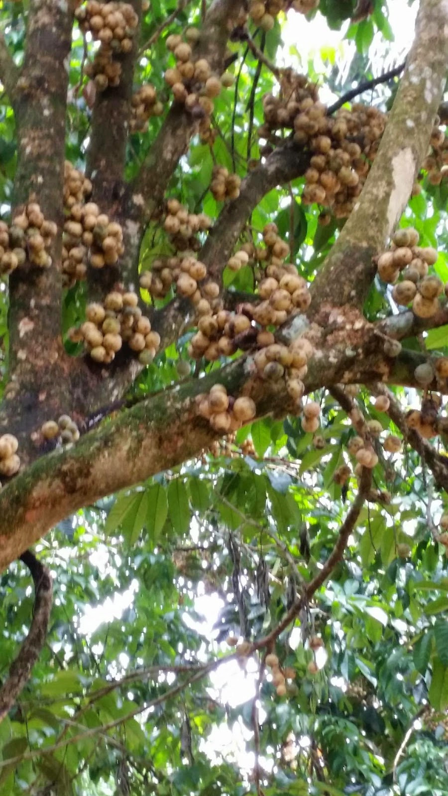 wanita itu aku MENGENAL POKOK DAN TANAH