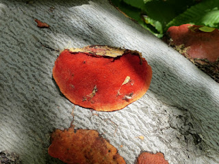 Trametes cinnabarina - Tramète cinabre - Polypore cinabre 