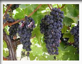 Diskripsi dan Tinjauan Buah  Anggur  Sebagai Obat Herbal 