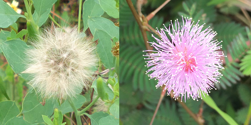 Creating Photoshop Dandelion Brush From Photo