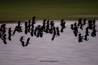 Wildlifefotografie Naturfotografie Lippeaue Olaf Kerber