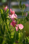 Innerarity Point Flower Farm