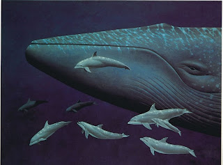 Gambar Ikan Paus Biru
