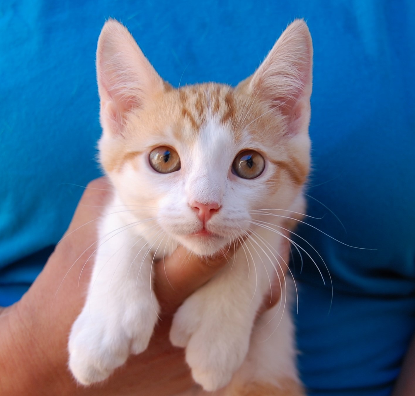 25 rescued kittens  ready for adoption  this morning 