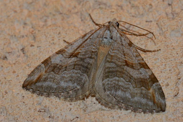 Aplocera efformata