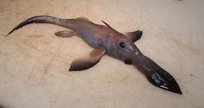 Weird Fish Seen On www.coolpicturegallery.us