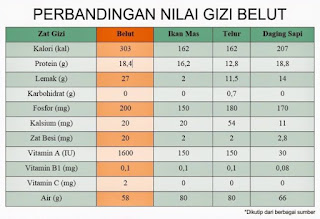 Kandungan Gizi Belut Yang Cukup Tinggi