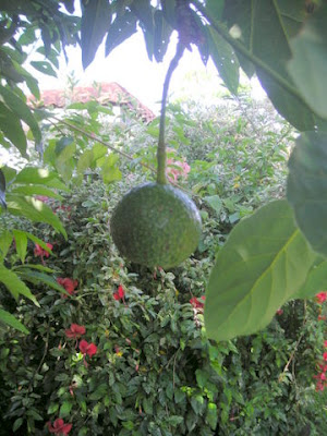 baseball avocados