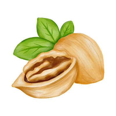 100+ Free Cartoon Images of Walnut dry fruit