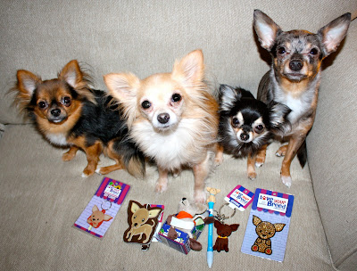 what-are-the-different-chihuahua-dog-breeds