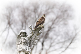 Immature red-tailed hawk perched on an angel's wing.