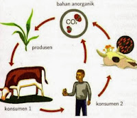 Pengertian Rantai Makanan