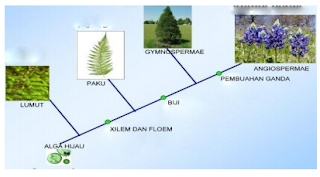 Contoh Soal Biologi Kelas X Bab 3 Sistem Klasifikasi