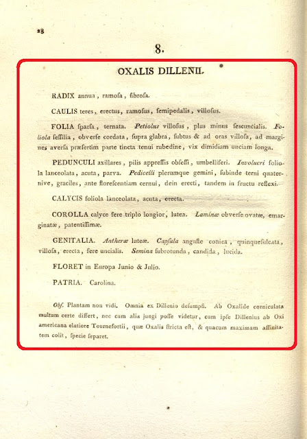 Описание вида Oxalis dillenii в работе "Oxalis. Monographia, Iconibus Illustrata", 1794 год, стр. 28), выполненное Николаусом Жаке́ном