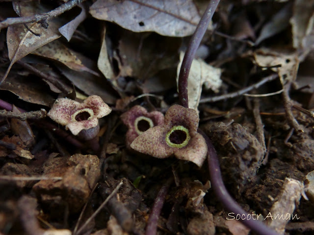 Asarum nipponicum