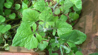 Muyal cheviyan medicinal plant