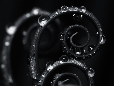 Black Wallpaper on Black And White Rain Drops Twisted Stem Wallpaper  Black And White