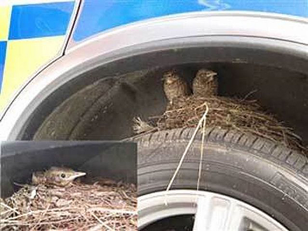 Unusual Bird Nests