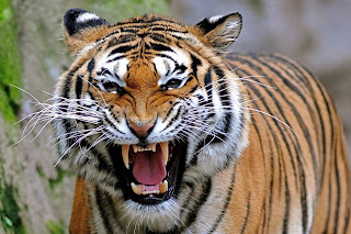 Tiger Wallpaper Collection - Tiger Desktop Wallpapers