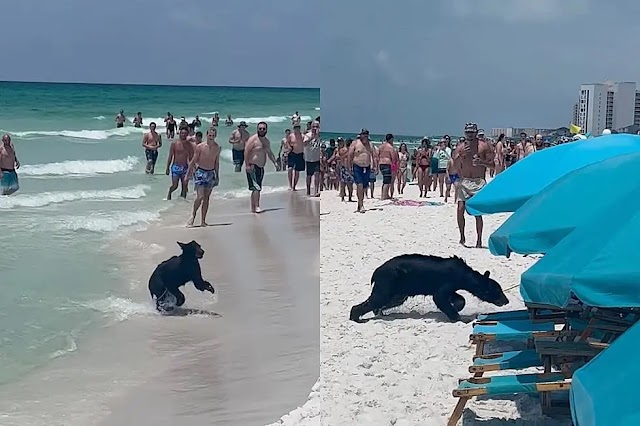 A Bear Swims On A Busy Beach In Destin, Florida