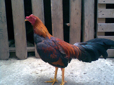 Galllo o gallino de pelea del criadero ubicado en colombia