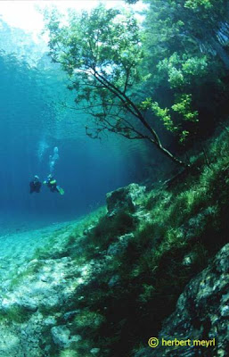 Beautiful Underwater Meadow