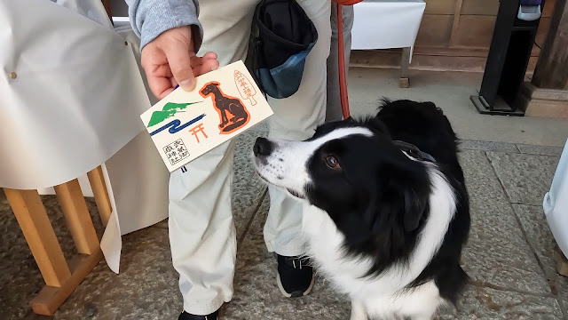 保護犬 ボーダーコリー トーマ 御岳山