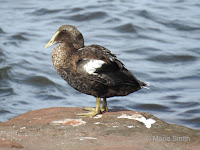 Common eider male in eclipse plumage – Cavendish Beach, PEI – Oct. 10, 2017 – © Marie Smith