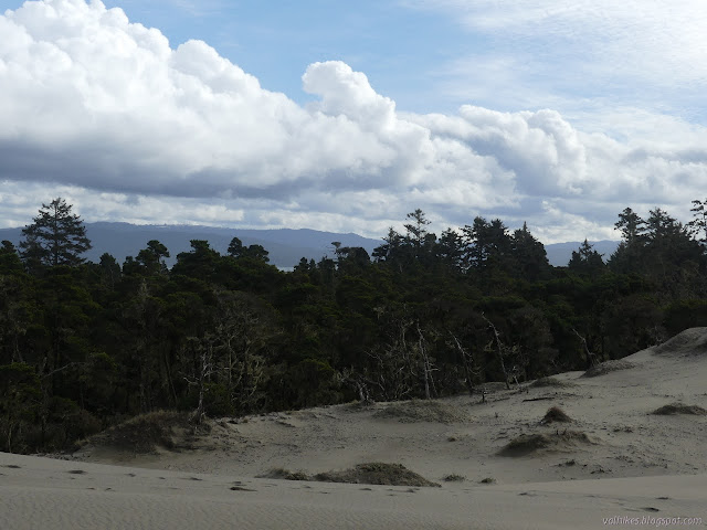 leading edge of tree killing sand