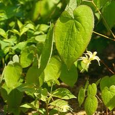 HORNY GOAT WEED