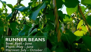 Runner Beans