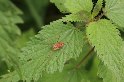 Voorjaarshooiwagen - - Rilaena triangularis