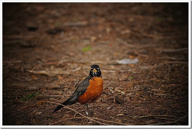 royalty-free-bird-pictures-1 (14)