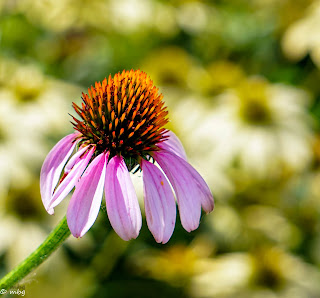 coneflowers photo by mbgphoto