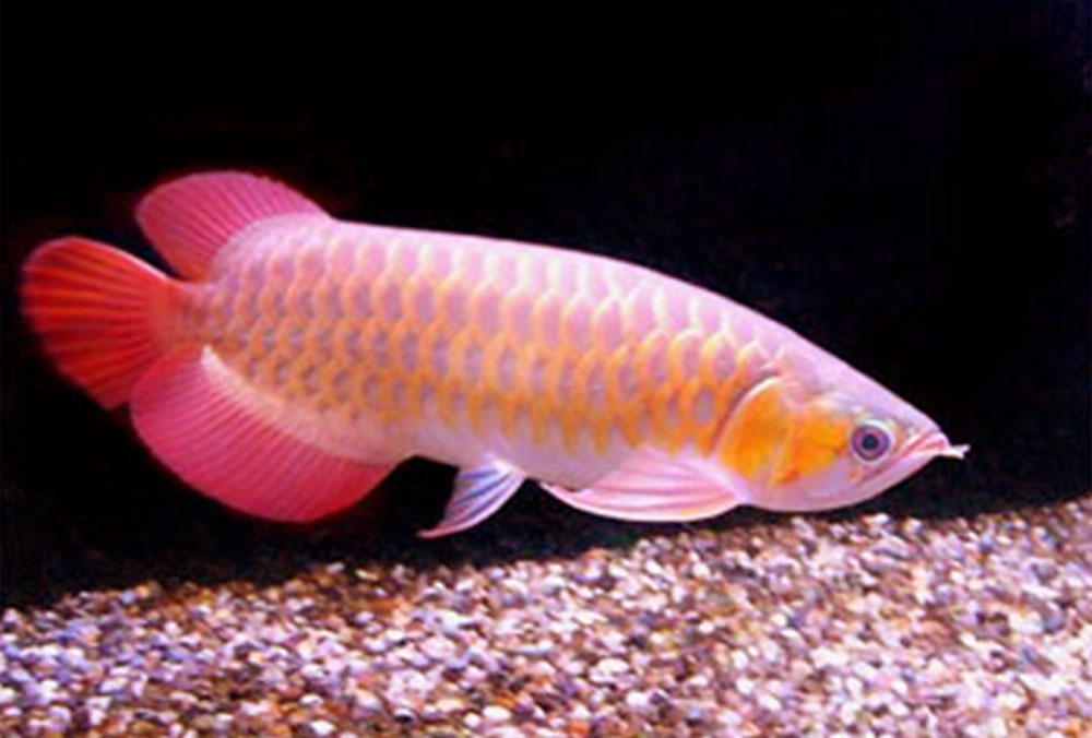 Life under the blue water Arowana  The Royal aquarium fish  