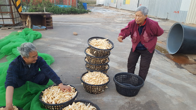 【菜脯埕】老闆嬤(右)，正在指導醃製