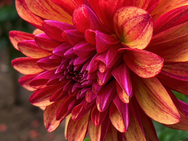 Dahlia Gardens at Haywood Community Gardens