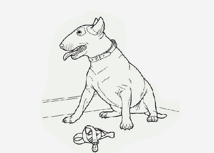 Pitbull coloring page | Free Coloring Pages and Coloring Books for Kids